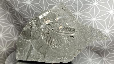 Amonit Ammonit negativ 48/130mm Buttenheim Bavorsko 🇩🇪 Fosilie