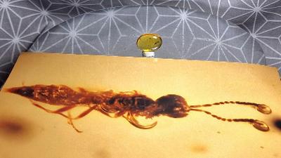 Jantar s inkluzí hmyzu hymenoptera + foto! 14,5mm Barma 🇲🇲 Fosilie