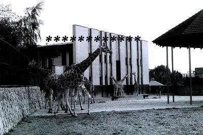 Dvůr Králové 1984, Safari