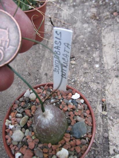 kaktusy sukulenty schizobazis  imbricata - Dům a zahrada