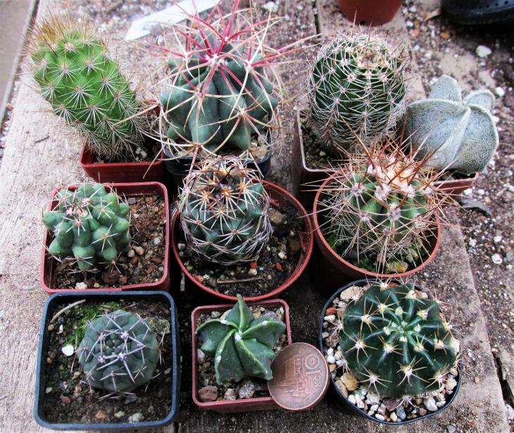 kaktusy 10 kusů směs druhů v květináči - Dům a zahrada