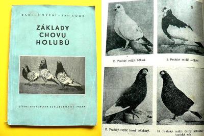 Základy chovu holubů Česká čejka Polský rys Holub jeptiška (1955)					