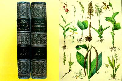 Ilustrovaná populární botanika VAZBA 62 obrazových tabulí (1883)🌺			
