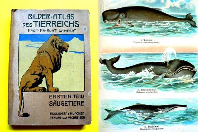 Ilustrovaný atlas Savci Bilder 32 bar. tabulí Jelen Zajíc Vlk 1923 			