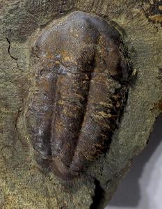 Trilobit Ellipsocephalus