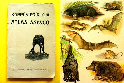 Kobrův příruční atlas ssavců 30 barvotisk. tabulí  163 zvířat (1924)		