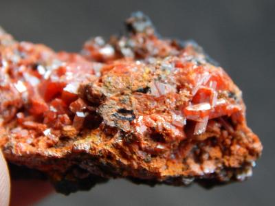 Krystaly krokoitu matrici, Tasmánie 