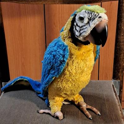 Poškozený interaktivní papoušek HASBRO 35 cm