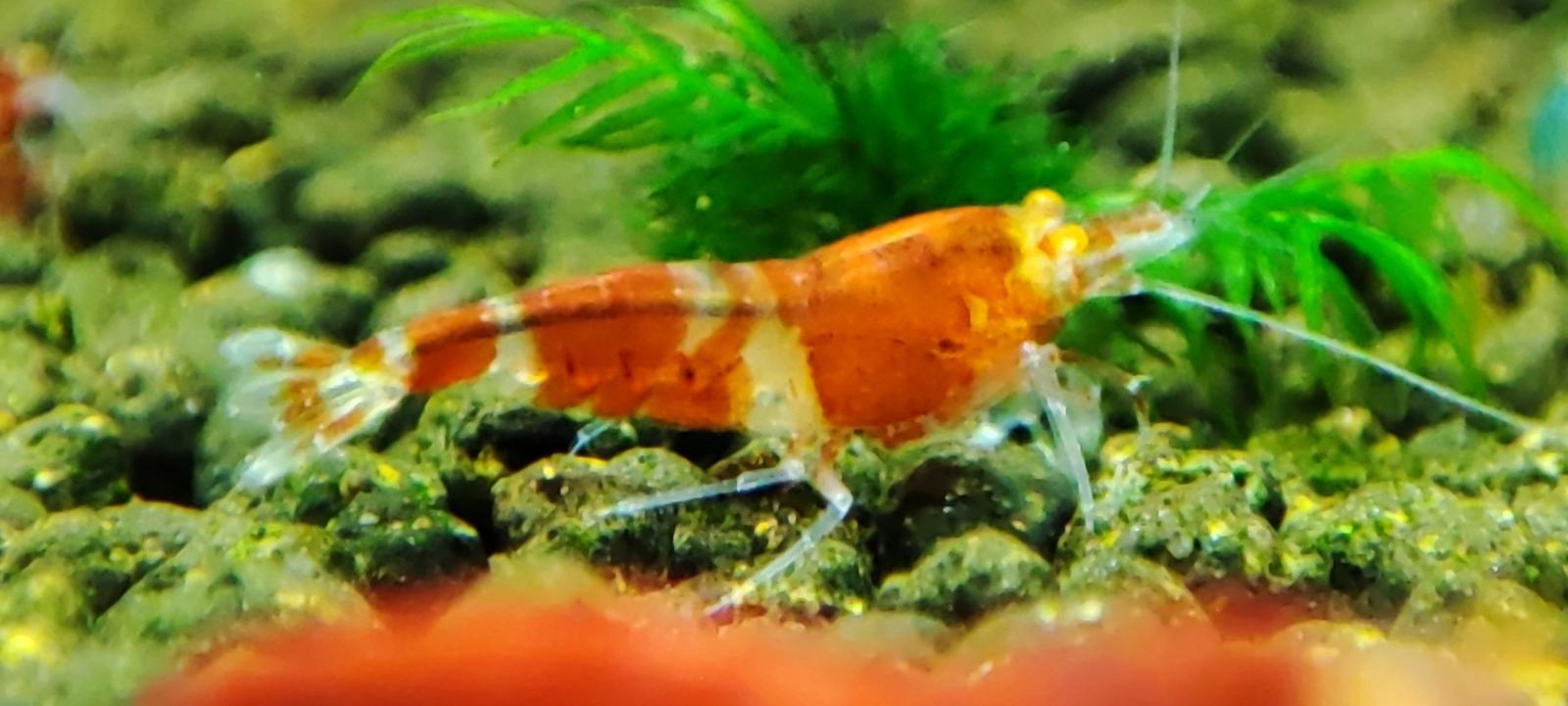 Krevetky Caridina Red Lapis Oe Aukro