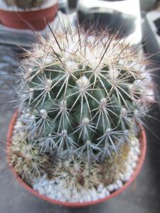 kaktusy Gymnocactus horripilus