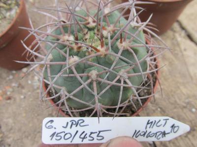 kaktusy gymnocalicium sp