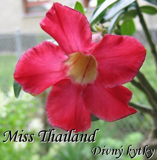 Adenium hybrid Miss Thailand - Dům a zahrada