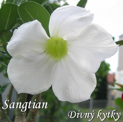 Adenium - Sangtian-bíle kvetoucí hybrid