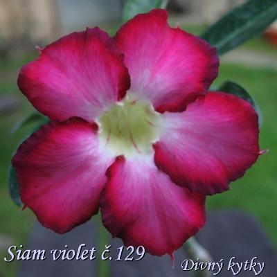 Adenium hybrid Siam Violet