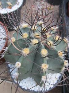 kaktusy astrophytum senile