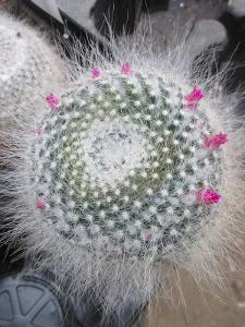 kaktusy mammillaria hahniana