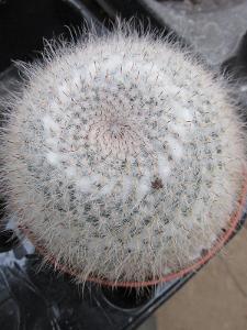 kaktusy mammillaria albilanata