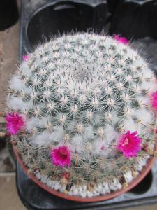 kaktusy mammillaria wodsii
