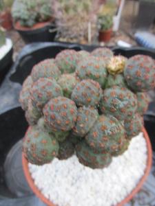 kaktusy puna boniae