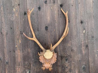 Velká jelení trofej - ze staré Jihočeské hájovny