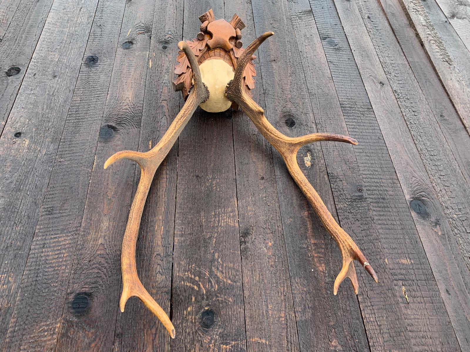 Velká jelení trofej - ze staré Jihočeské hájovny - Starožitnosti a umění