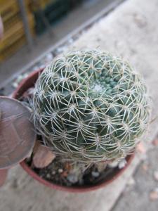 kaktusy  sulcorebutia sp