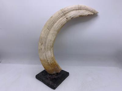 Lovecká trofej - velké prase bradavičnaté - 45 cm 