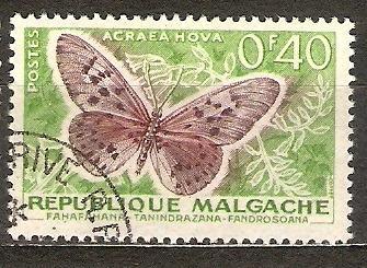 Hmyz motyle Madagascar