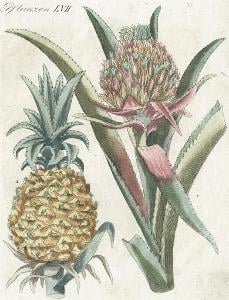 Ananas , Bertuch, mědiryt, 1792