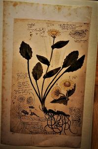 STARÝ HERBÁŘ BYLIN - objemná kniha téměř 50cm !! krásné obrazy rostlin