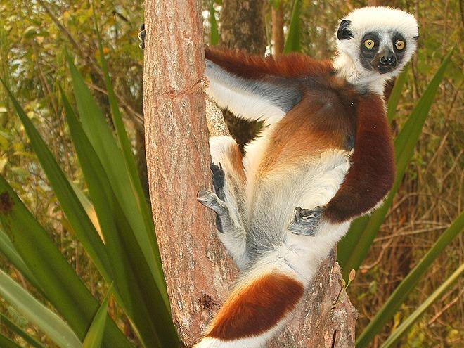 Zájezd Madagaskar - undefined