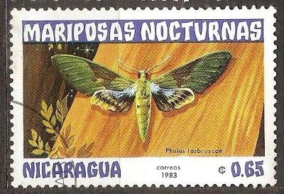 Hmyz Motyle Nicaragua