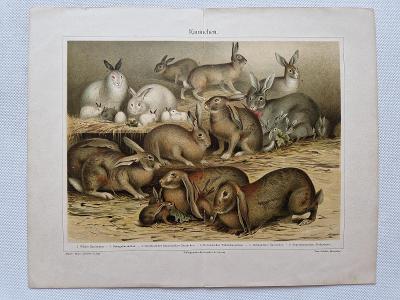 Stará litografická tabule chromolitografie - králíci králíkářství 1895