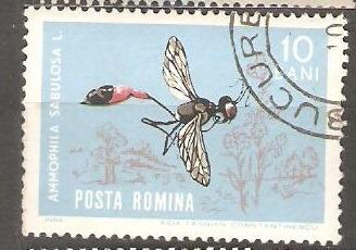 Hmyz Romania