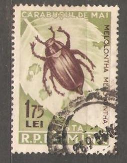 Hmyz Romania