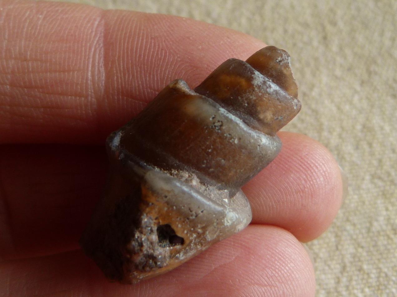 FOSILNÉ MUŠLE - CHALCEDON - MADAGASKAR - 3,1 cm - Minerály a skameneliny