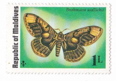 Motýli a můry - Maledivy