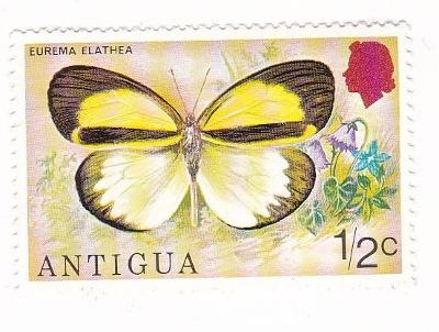 Motýli a můry - Antigua