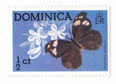 Motýli a můry - Dominica