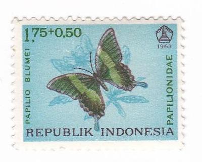 Motýli a můry - Indonésie 01