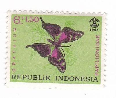 Motýli a můry - Indonésie 02