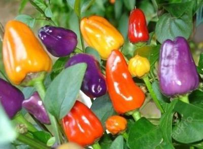 Bolivian Rainbow 25ks KRÁSNÁ CHUTNÁ chilli paprika