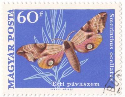 Motýli a můry - Maďarsko 02