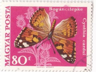 Motýli a můry - Maďarsko 03