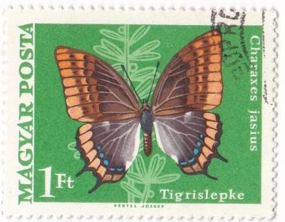Motýli a můry - Maďarsko 04