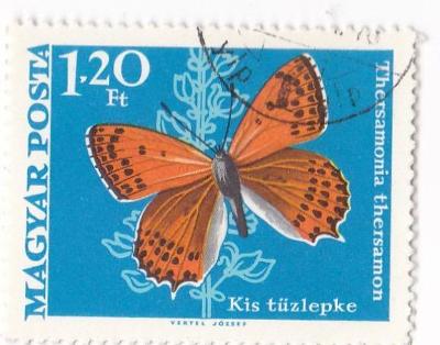 Motýli a můry - Maďarsko 05