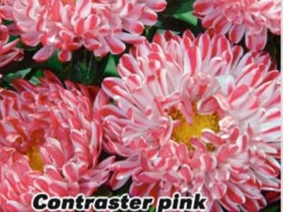 Contraster Pink 30 ks - PŘEKRÁSNÁ ASTRA LT pošta 0