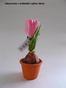 Tulipán v květináči - 3 kusy