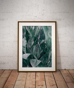Obraz| Plakát| Rostlina-zelené pruhované listy| A3