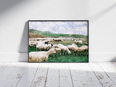 Obraz| Plakát| Stádo ovcí| A3